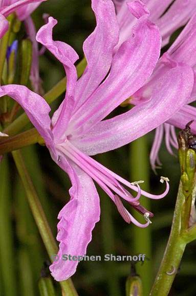 nerine bowdenii 1 graphic